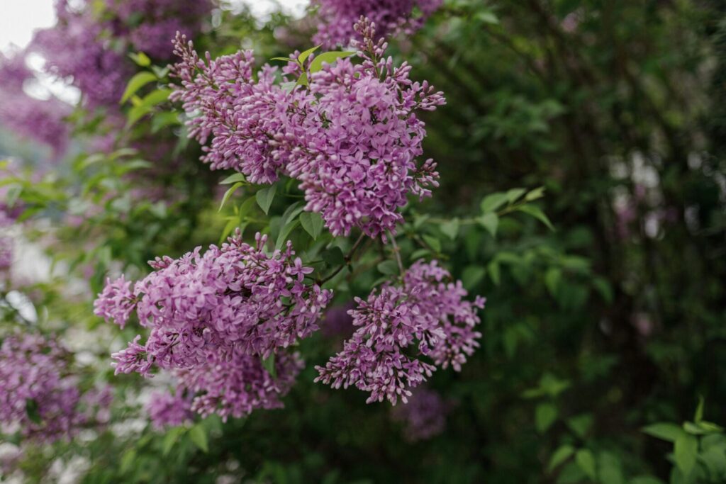 Close-up of vibrant lilac blossoms in a lush summer garden, showcasing nature's beauty.