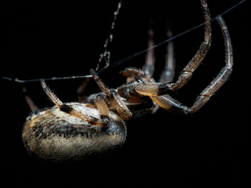 Detailed macro shot of a European Garden Spider on its web against a black background.