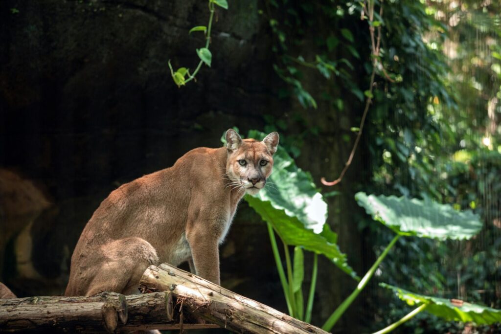 A majestic puma stands alert in a verdant forest setting, surrounded by foliage.