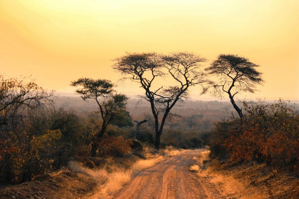 Scenic view of African savannah with acacia trees at sunset, glowing warm tones.