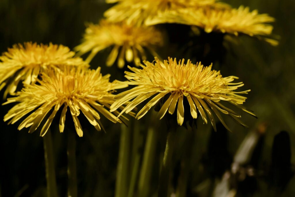 Close-up of blooming yellow dandelions in a lush green garden, showcasing nature's spring beauty.