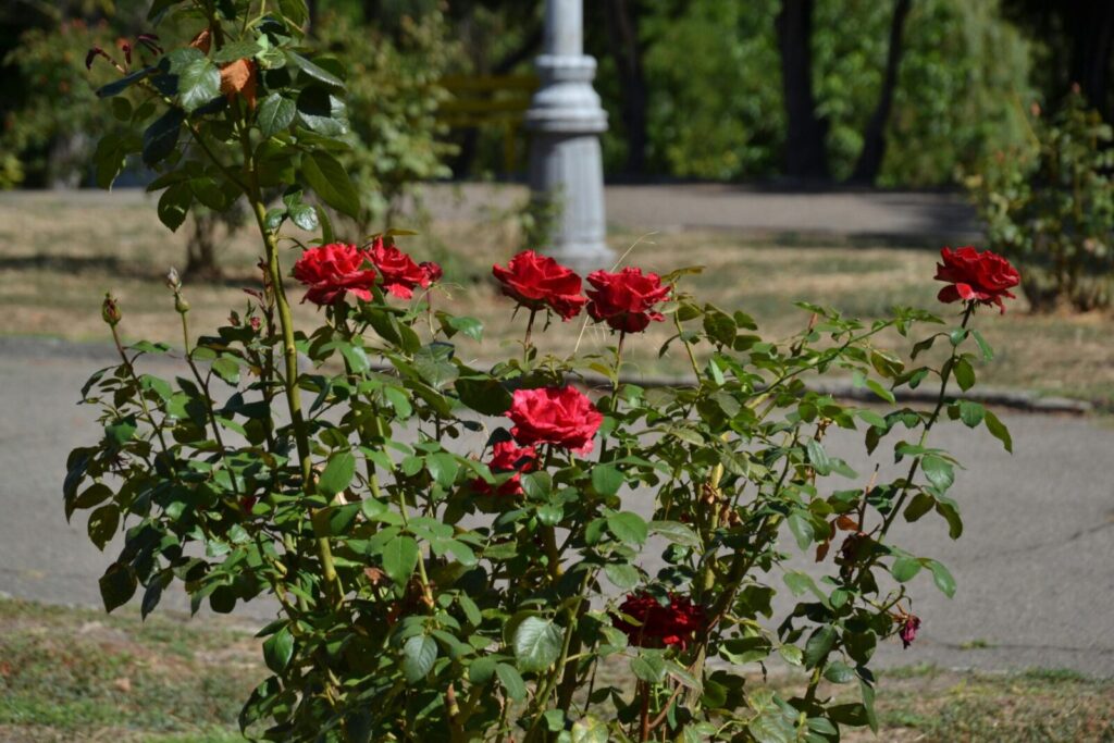 A captivating scene of vibrant red roses blooming in a sunlit park on a warm day.