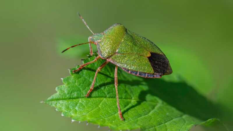 Radote šį vabalą namuose? Jį sutraiškius smarvė jus tiesiog uždusins