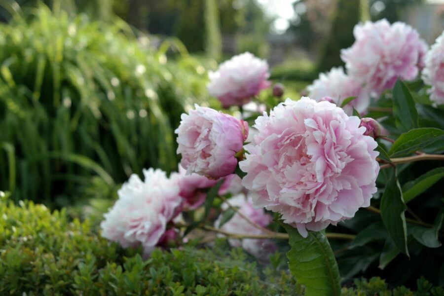 Vibrant pink peonies in full bloom, captured in a lush garden setting.