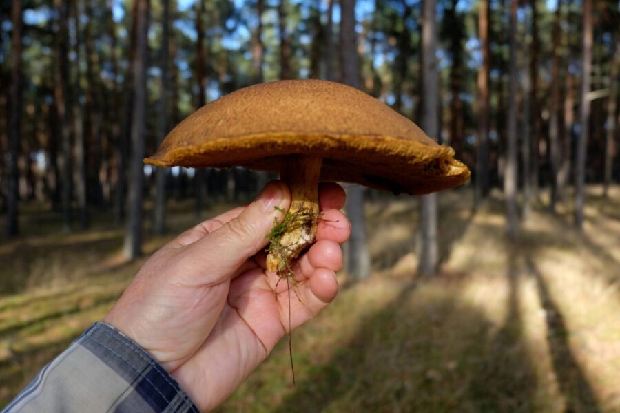 Close-up of a large mushroom held in hand amidst a sunny forest setting, showcasing natural textures.