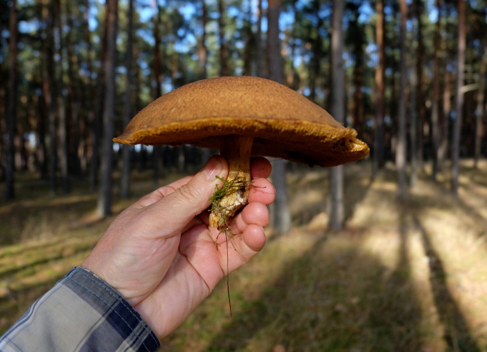 Miške radote mėlstantį grybą? Štai kaip atskirti valgomą baravyką nuo nuodingo