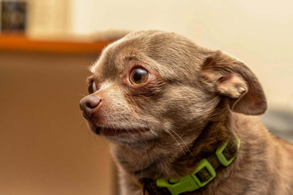 Close-up of a cute chihuahua with green collar looking alert indoors.
