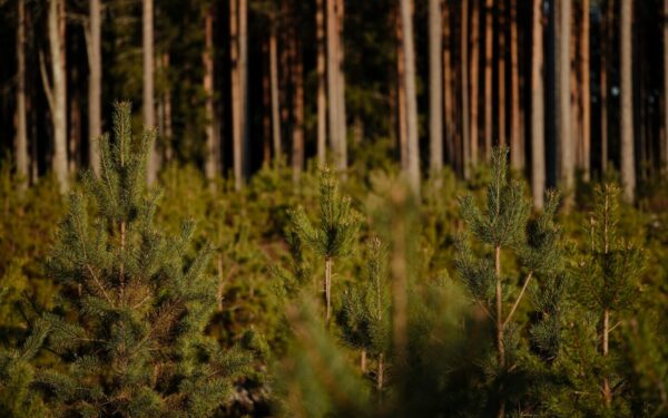 Kinija pasodino 78 mlrd. medžių: mokslininkai įspėja apie galimą vandens trūkumą