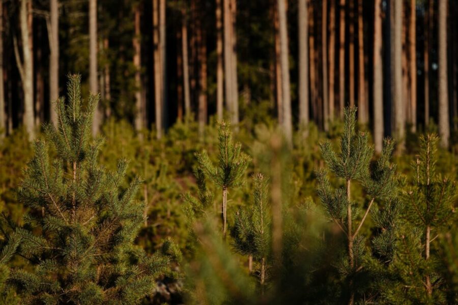 Dense pine forest landscape with young evergreen trees in the foreground.