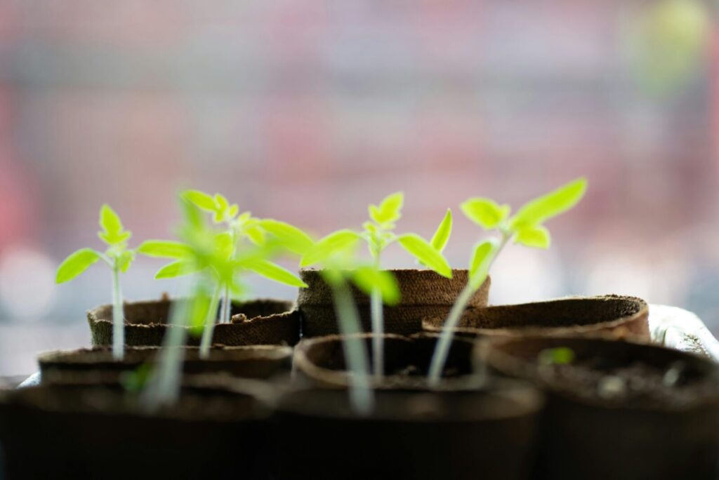 Vibrant green seedlings growing indoors with blurred background.
