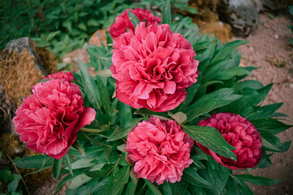 Close-up of vibrant pink peonies blooming outdoors in North Macedonia.