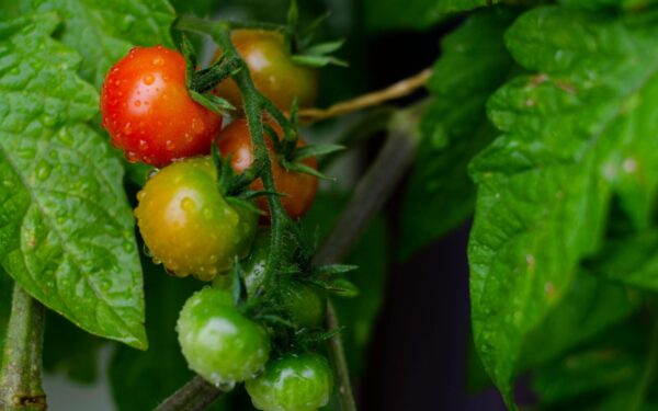 Pomidorai užauga smulkūs ir beskoniai? Agronomai įvardijo klaidą, kurią daro daugelis