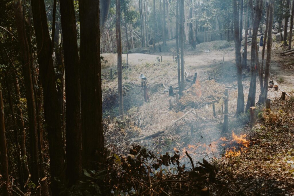A forest area with visible smoke and small flames, depicting environmental fire impact.