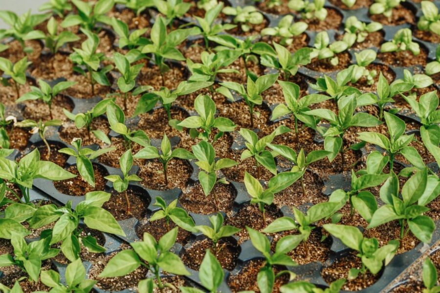 Close-up view of young green seedlings thriving in soil-filled nursery trays outdoors.