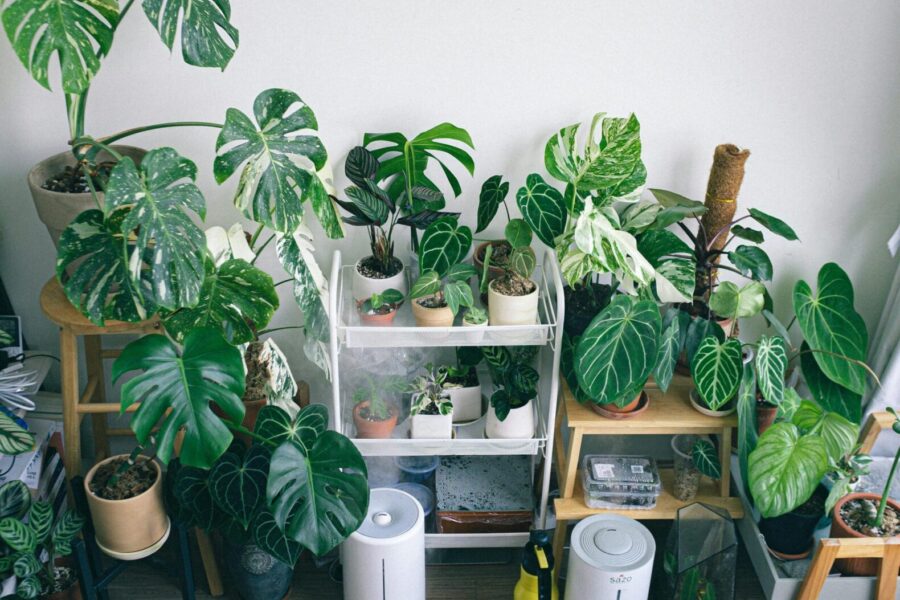 Variety of potted houseplants in an indoor garden setting with humidifiers and natural lighting.