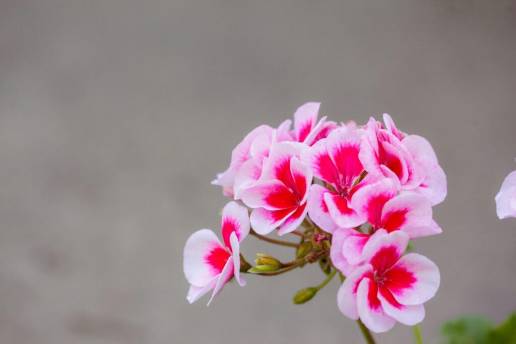 Beautiful close-up of pink regal pelargonium blooms against a gray background. Nature photography.