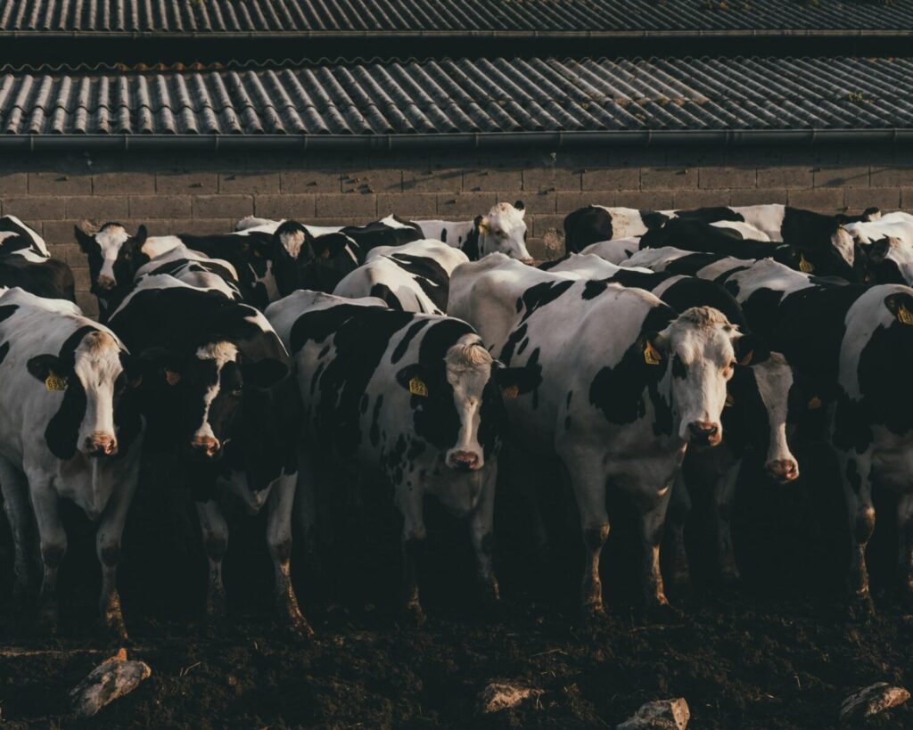 Group of Holstein cows standing closely in a rural farm environment with rustic backdrop.