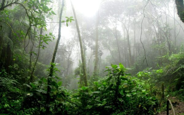 Katastrofa artėja: mokslininkai įspėja apie dramatiškus pokyčius Amazonės miškuose