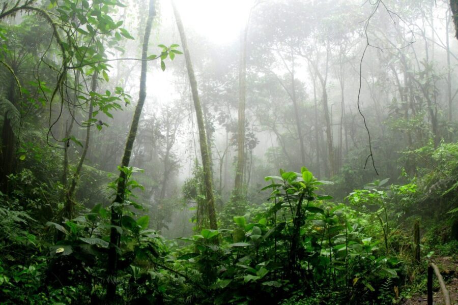 Dense misty rainforest in San Antonio Del Tequendama, Colombia, showcasing vibrant green foliage.