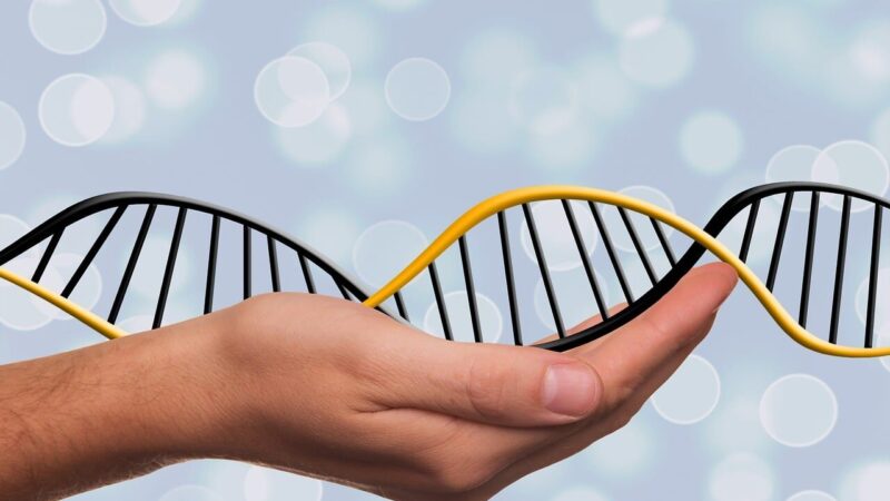 Gąsdinanti prognozė dėl genų: mokslininkai atsakė, ar iš tiesų nyksta Y chromosoma