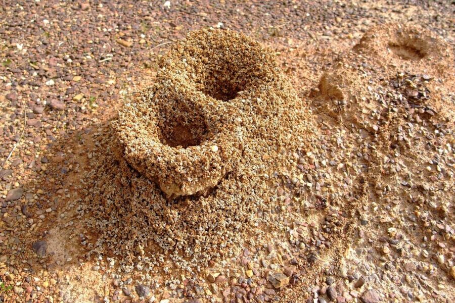 formicary, anthill, ants, nature, sand, hole, anthill, anthill, anthill, anthill, anthill, ants