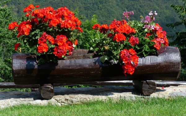 Kodėl kaimynų pelargonijos tokios vešlios? Atskleidė gudrybę, kurią būtina atlikti gegužę