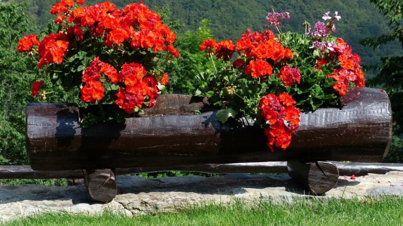 Kodėl kaimynų pelargonijos tokios vešlios? Atskleidė gudrybę, kurią būtina atlikti gegužę