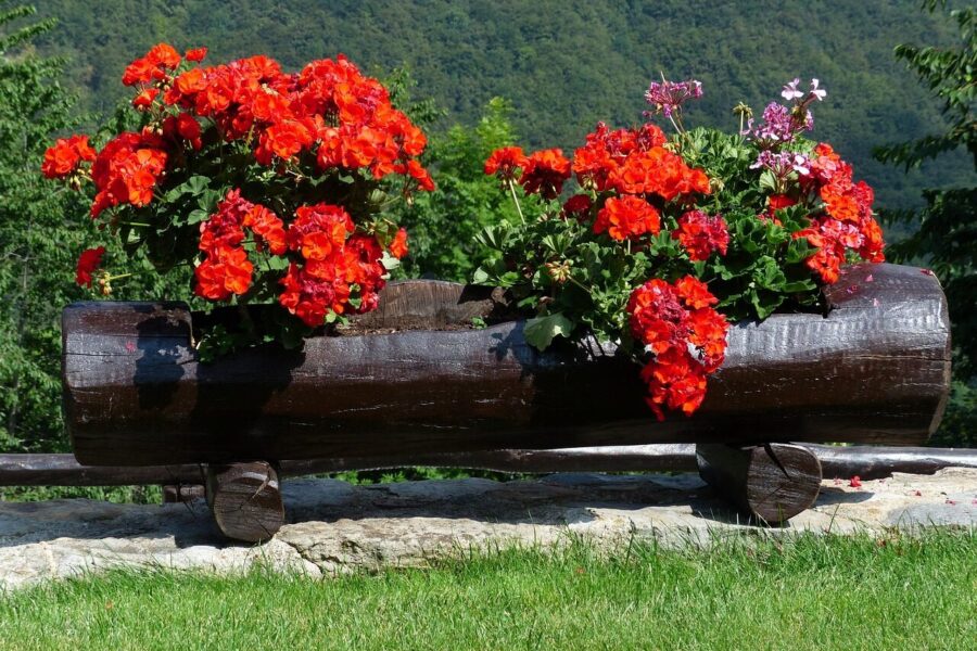 flower, beautiful flowers, blossoms, flower wallpaper, red, red orange, balcony plant, container plant, flower background, noble pelargonium, english geraniums, geraniums, nature, regal pelargonium, pelargonium cucullatum, pelargonium grandiflorum, houseplant, coloured, multicoloured, colorful