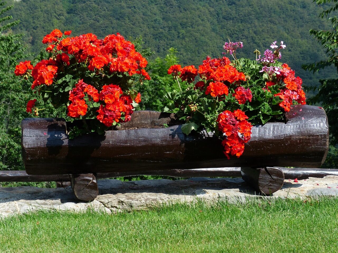 Kodėl kaimynų pelargonijos tokios vešlios? Atskleidė gudrybę, kurią būtina atlikti gegužę