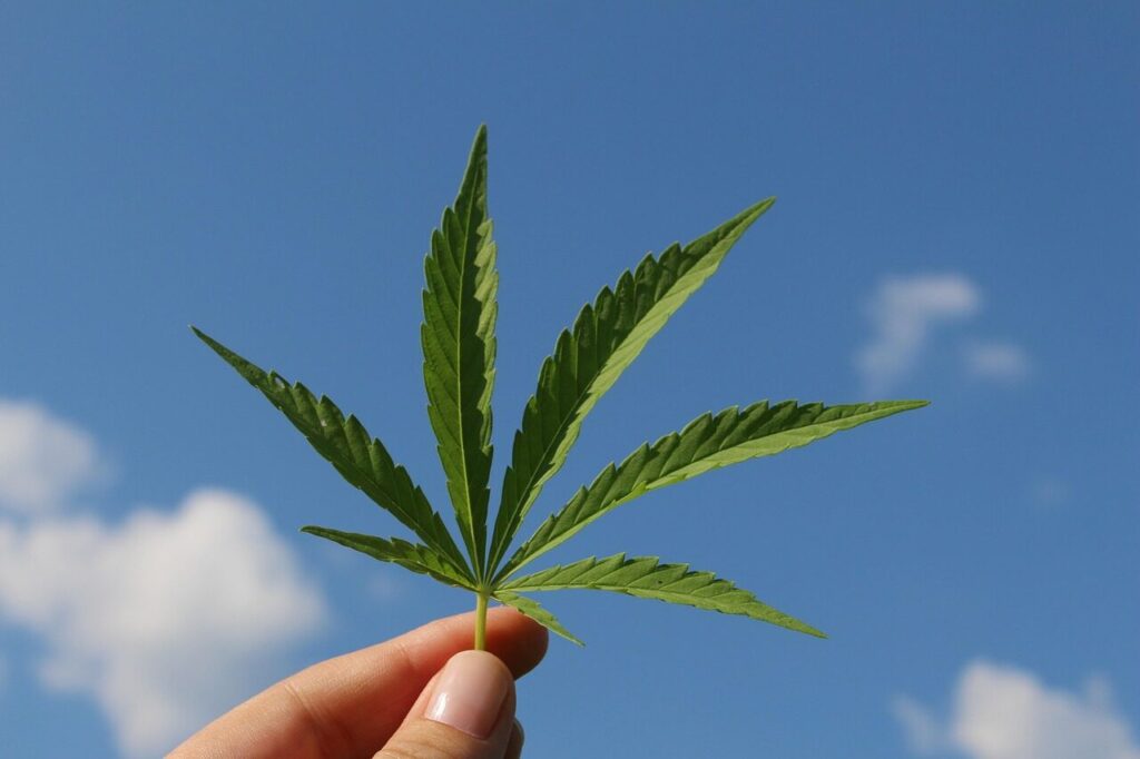 hemp leaf, cannabis sativa, hemp plant, of young cannabis, industrial hemp, hemp leaf, hemp leaf, hemp leaf, hemp leaf, cannabis sativa, cannabis sativa, cannabis sativa, hemp plant, hemp plant, industrial hemp, industrial hemp, industrial hemp, industrial hemp, industrial hemp