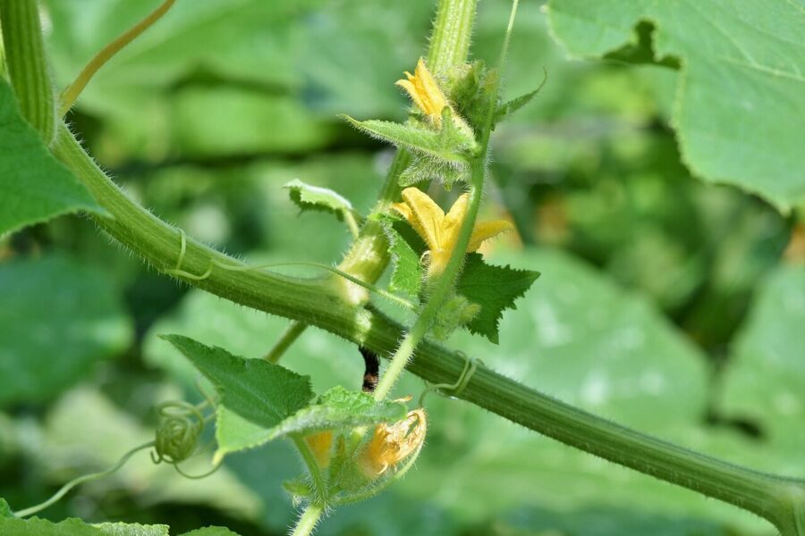 tomato plant, tomato blossom, nature, tomato, blossom, bloom, plant, vegetables, yellow, food