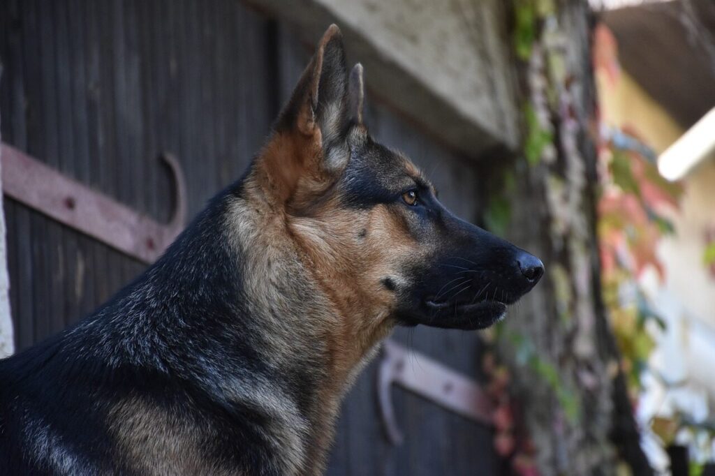 dog, nature, german shepherd, animal, pet, hund, schäferhund, german shepard