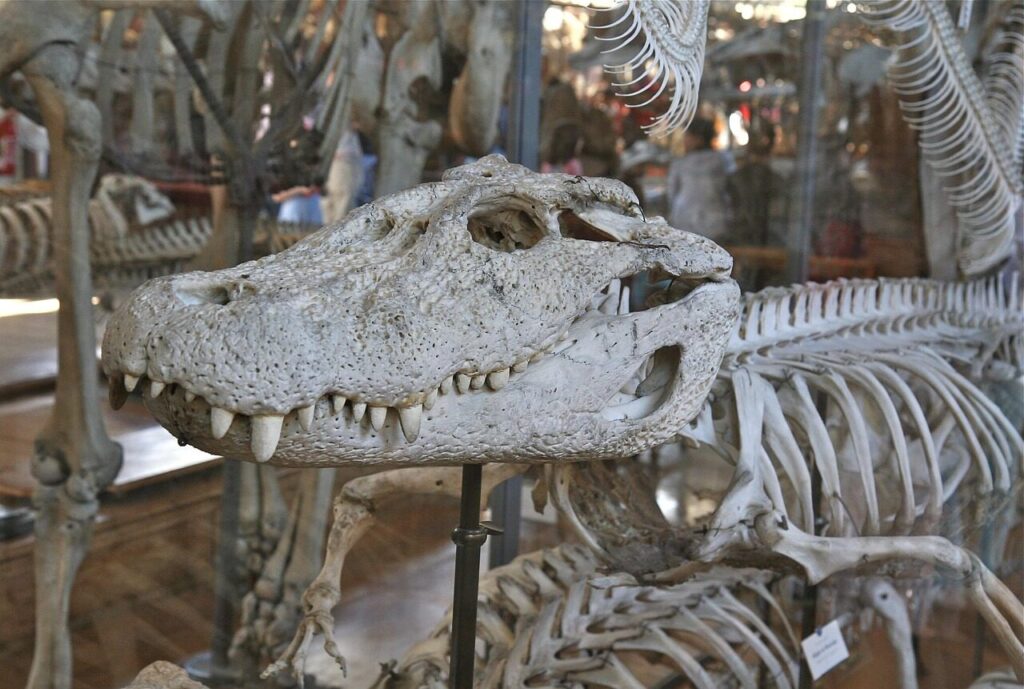 skull, white, crocodile, skeleton, bones, gray skull, crocodile, crocodile, crocodile, crocodile, skeleton, bones, bones, bones, bones, bones