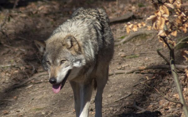 Mokslininkai stebėjo vilkus Minesotoje: slapta kamera nufilmavo tai, ko niekas nesitikėjo