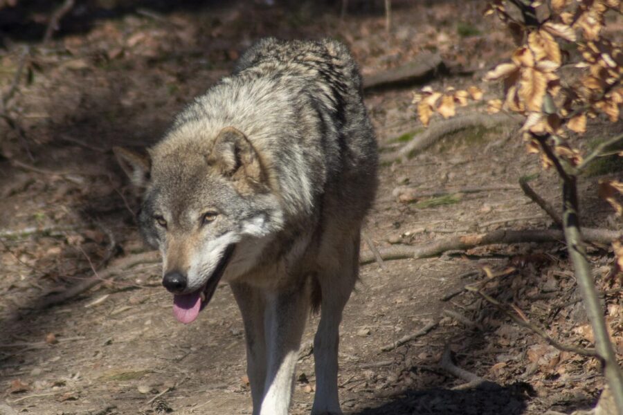 wolf, nature, animals, predator, wildlife, wild animal, wolves, wolf, wolves, wolves, wolves, wolves, wolves