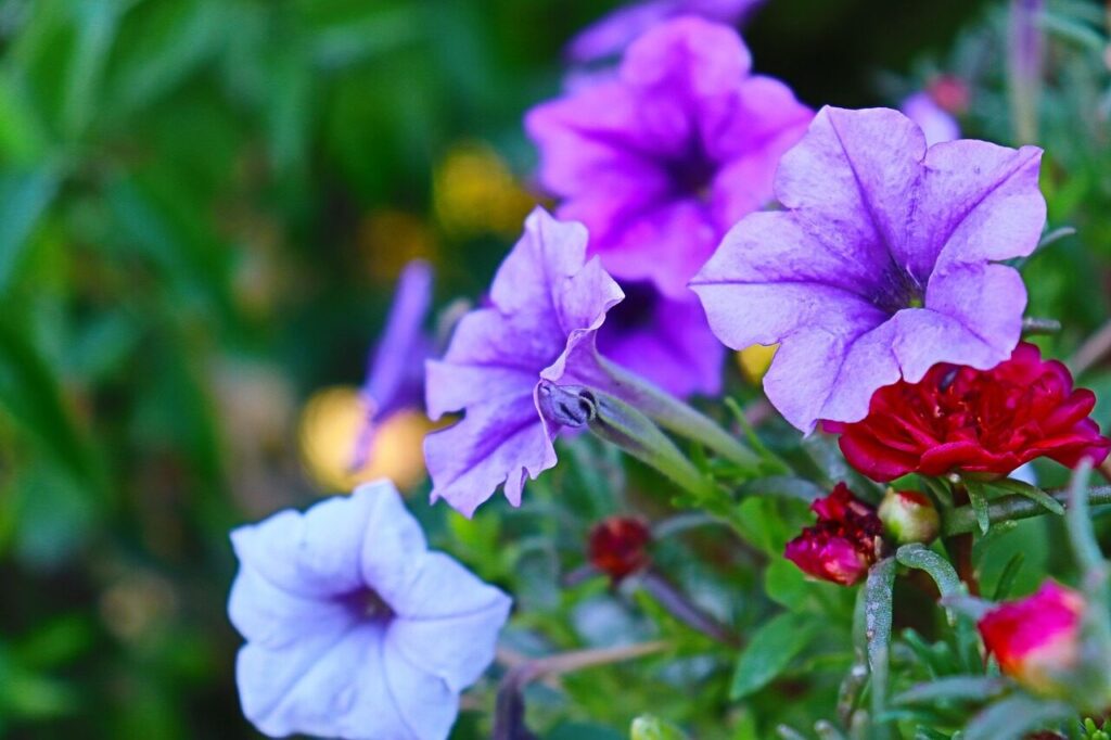 voilet, beautiful flowers, nature, flower, flower wallpaper, flower background, doha, qatar