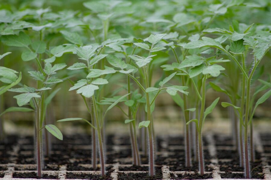 tomato, seedlings, farm, farming, nature, natural, vegetable, organic, plants, production, agriculture, closeup