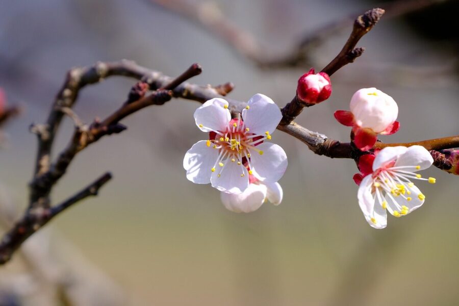 blossom, bloom, tree, flower background, flower wallpaper, apricot, beautiful flowers, spring, fruit, nature, apricot blossom, fruit tree blossoming, branch, tree branch, flowers