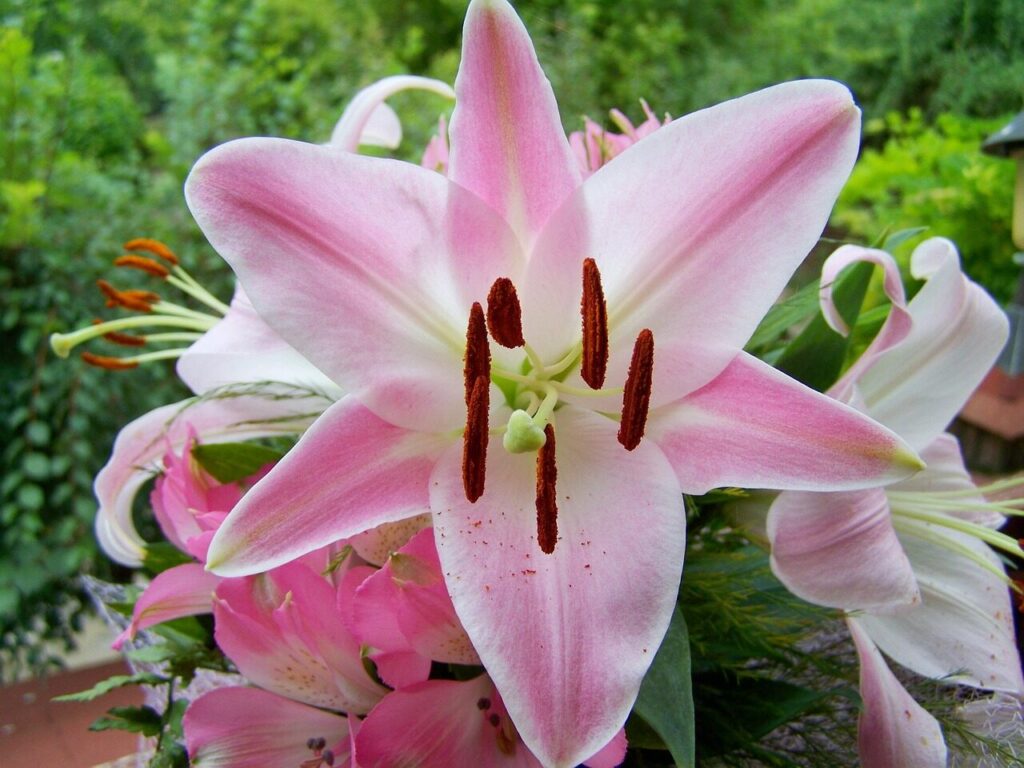 lily, pink flower, bouquet