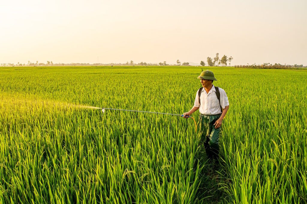 agriculture, wheat, field, green, farming, summer, farm, food, rice, vietnam, nature, farmer