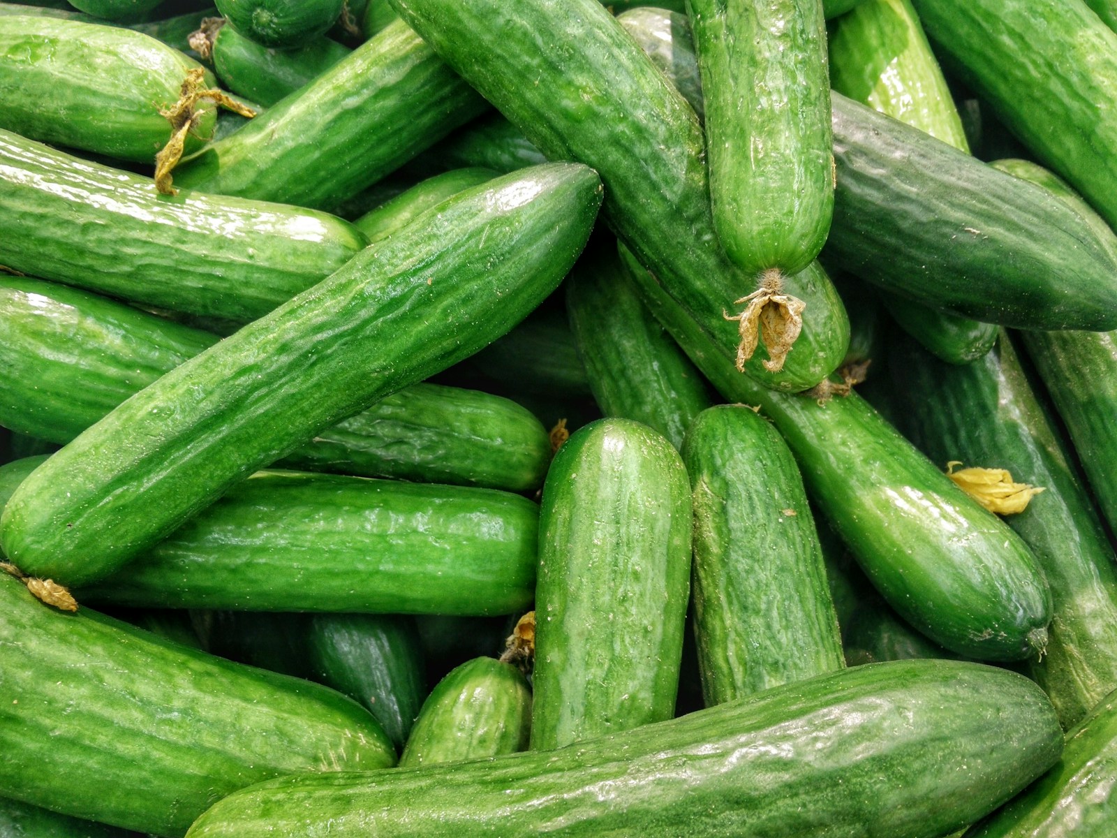 Senolių išmintis nemelavo: kodėl būtent birželio 2-oji yra stebuklinga data agurkams?