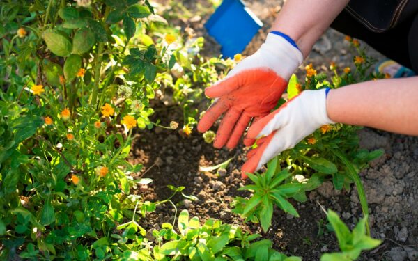 Kodėl sode nesudygsta gėlių sėklos? Sodininkai įvardijo klaidą, sugadinančią gėlyną