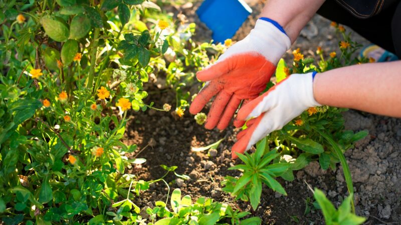 Kodėl sode nesudygsta gėlių sėklos? Sodininkai įvardijo klaidą, sugadinančią gėlyną