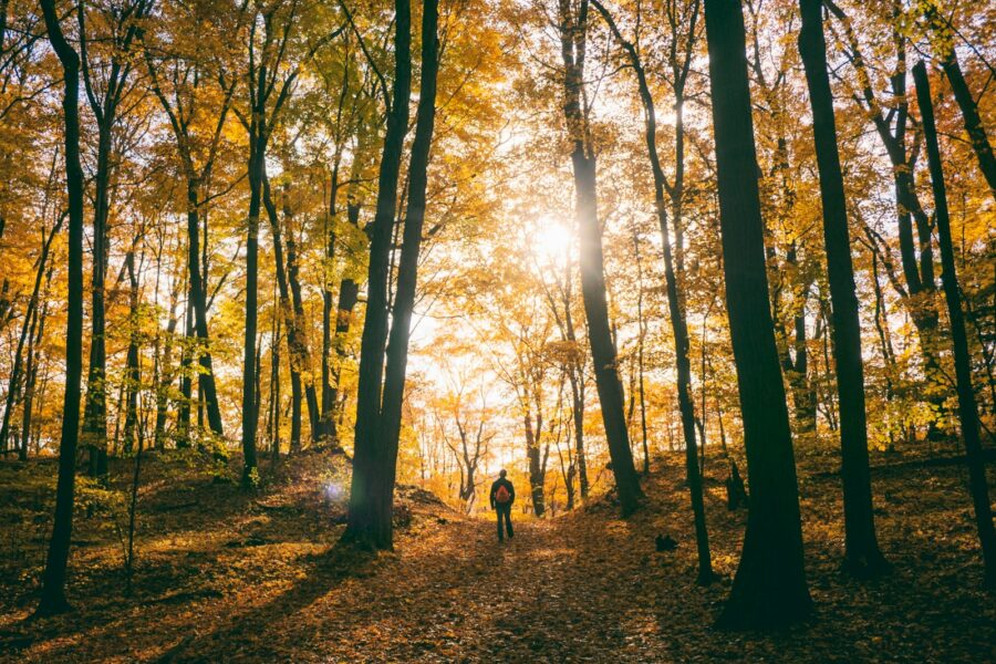 silhouette of man standing between trees facing sunlight