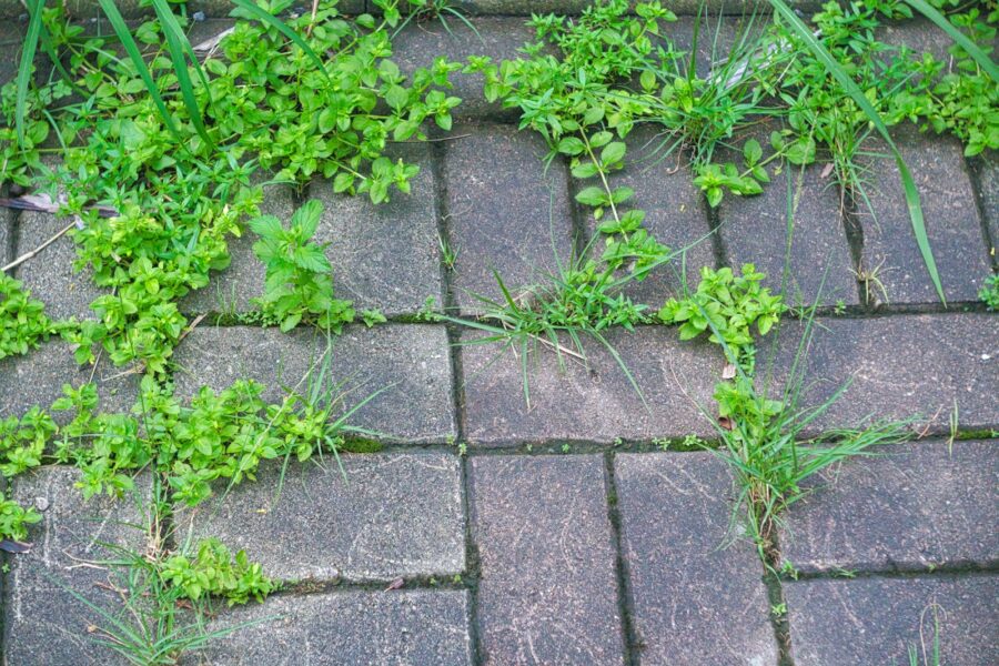 green plant on gray concrete brick
