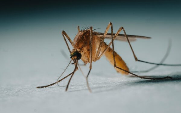 Užtenka kelių lašų prie lango: paprastas triukas, kuris padeda atbaidyti uodus be chemijos