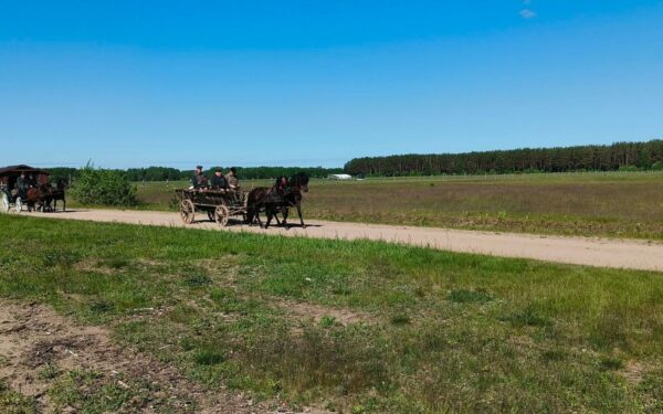 Įspūdingas žygis per Lietuvą: su žemaitukais ir senoviniais vežimais keliauja į Niūronis