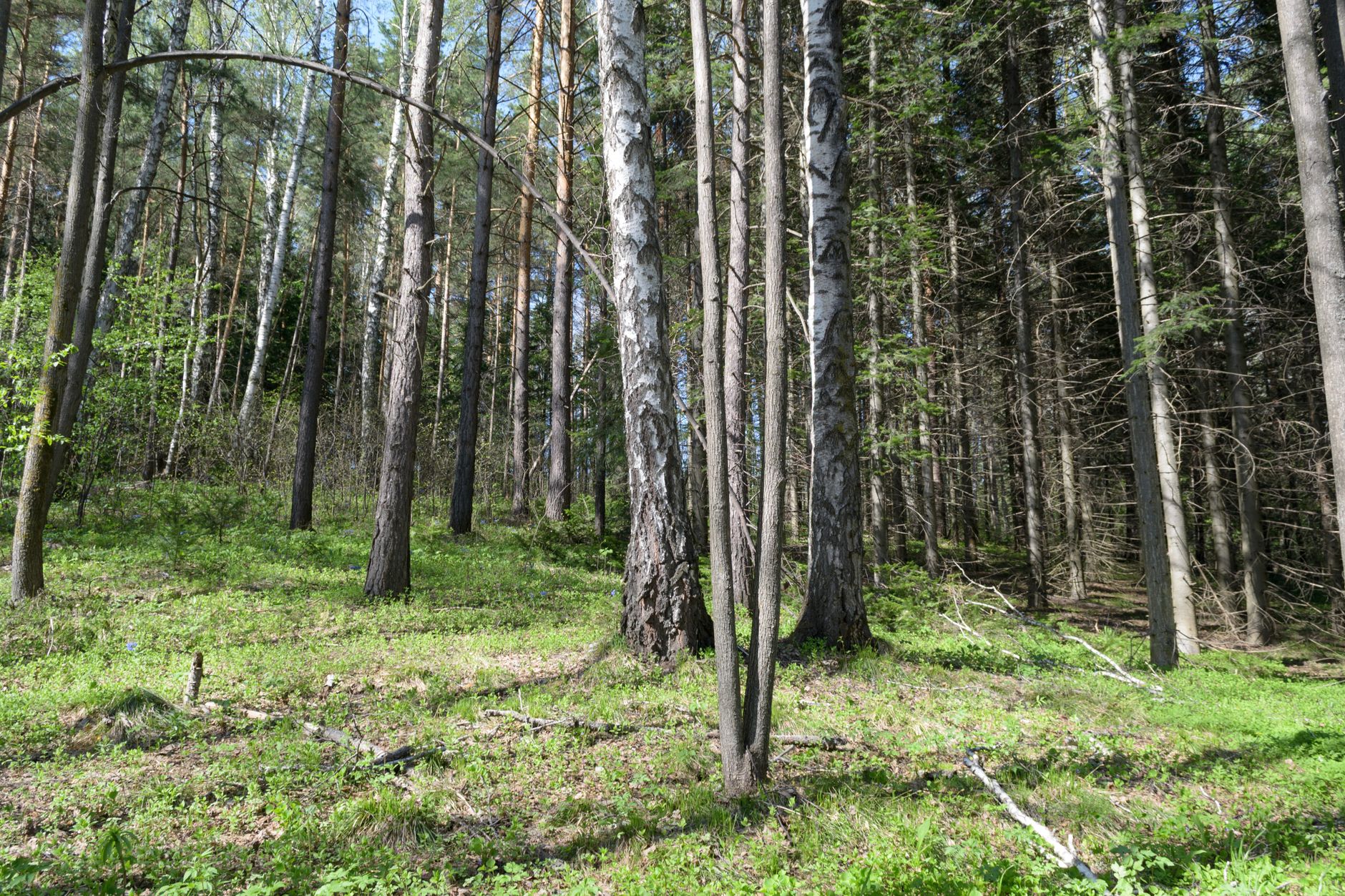 Miškas. Pexels nuotr