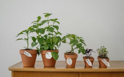 Prieskoninės žolelės ant palangės ir sode: ką verta auginti Lietuvoje ir kaip prižiūrėti ištisus metus