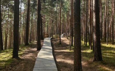 Savaitgalis Dzūkijos miškuose: kaip atsakingai pažinti Marcinkonių ir Zervynų apylinkes be turistų spūsčių